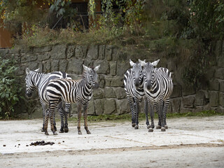 Fototapeta na wymiar The maneless zebra, Equus quagga borensis, is the rarest subspecies of the zebra