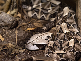 Gaboon viper, Bitis gabonica rhinoceros, is one of the largest venomous snakes