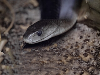 The black mamba, Dendroaspis polylepis, is Africa's most venomous snake