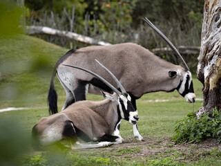 Gemsbok, Oryx gazella gazella, is one of the most beautiful antelopes