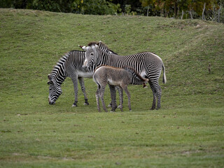 Two Grevy's zebra mares, Equus grevyi, with a sucking foal