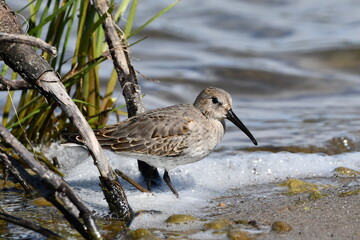 Dunlin Sandpiper feeding along moss covered rocks along shore line