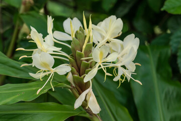 Hedychium flavescens is a perennial flowering plant from the Zingiberaceae (the ginger family). cream garland-lily. yellow ginger. Tantalus Drive HONOLULU Oahu Hawaii - 460611538