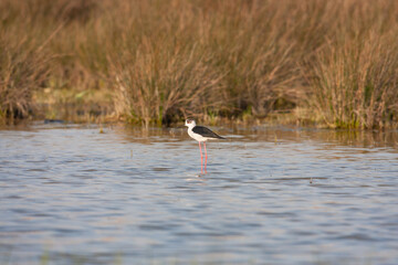 Black-winged Stilt (Himantopus himantopus) feeding in the lake
