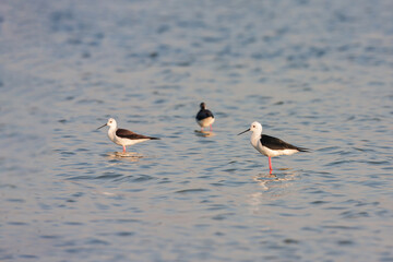 A group of Black-winged Stilt (Himantopus himantopus) feeding in the lake