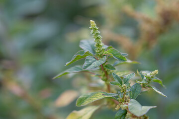 Obraz premium Amaranthus spinosus, commonly known as the spiny amaranth, spiny pigweed, prickly amaranth or thorny amaranth, is a plant is native to the tropical Americas
