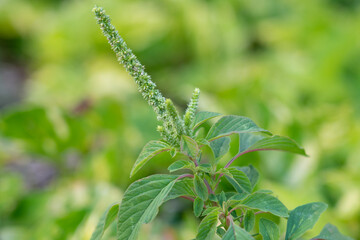 Amaranthus spinosus, commonly known as the spiny amaranth, spiny pigweed, prickly amaranth or thorny amaranth, is a plant is native to the tropical Americas