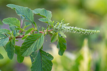 Amaranthus spinosus, commonly known as the spiny amaranth, spiny pigweed, prickly amaranth or thorny amaranth, is a plant is native to the tropical Americas - 460611775