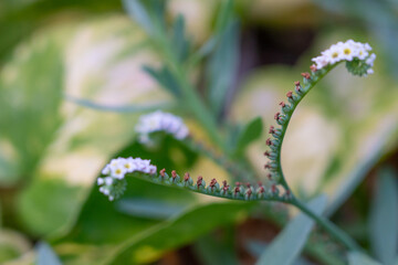 Heliotropium curassavicum, commonly called salt heliotrope (among other names), a species of flowering plant in the borage family (Boraginaceae).