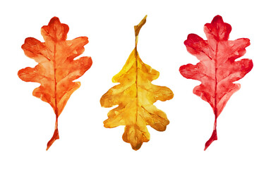 Illustration of bright autumn leaves. Oak leaves. Autumn theme. Halloween. You can use it for your own design.