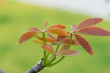 Sterculia foetida is a soft wooded tree. bastard poon tree, java olive tree, hazel sterculia, wild almond tree, and skunk tree.