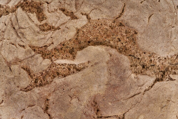 Close-up with the crust of homemade sourdough bread