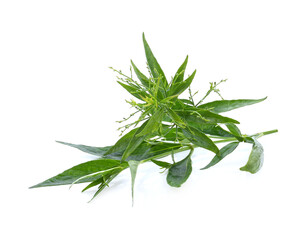 close up Andrographis paniculata plant leaves Ayurveda herbal medicine