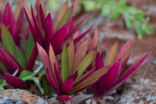 Tradescantia spathacea, the boatlily or Moses-in-the-cradle, is a herb in the Commelinaceae family