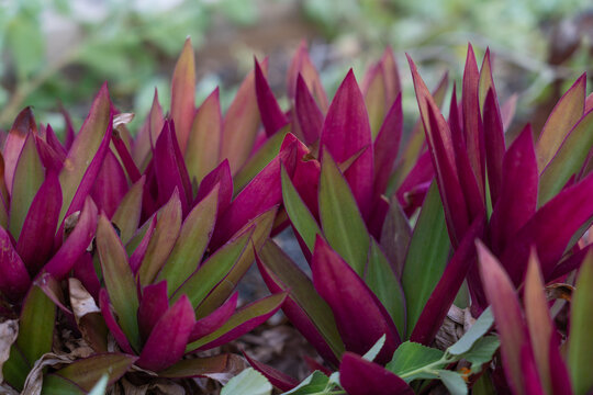 Moses-In-The-Cradle Images – Browse 79 Stock Photos, Vectors, and Video