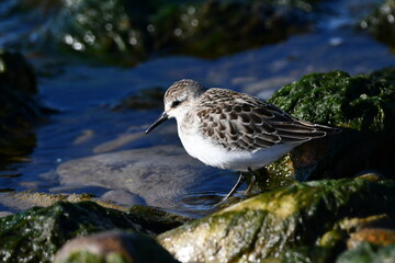 Sanderling Sandpiper feeding along moss covered rocks along shore line