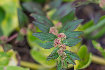 Euphorbia hirta (sometimes called asthma-plant[3]) is a pantropical weed, originating from the tropical regions of the Americas.
