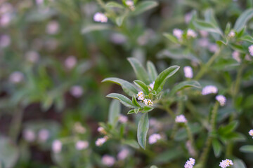 Heliotropium procumbens var. depressum . Heliotropium /ˌhiːliəˈtroʊpiəm, -lioʊ-/ is a genus of flowering plants in the borage family, Boraginaceae. 