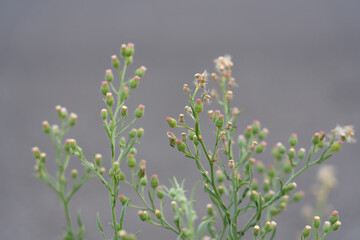Erigeron sumatrensis is an annual herb. Guernsey fleabane.  fleabane, tall fleabane, broad-leaved fleabane, white horseweed, and Sumatran fleabane.