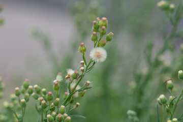 Erigeron sumatrensis is an annual herb. Guernsey fleabane.  fleabane, tall fleabane, broad-leaved fleabane, white horseweed, and Sumatran fleabane.