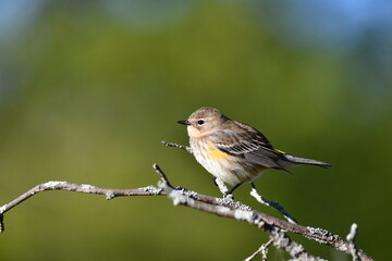 Yellow-rumped Warbler bird with confusing fall colors perched on a branch