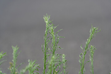 Erigeron sumatrensis is an annual herb. Guernsey fleabane.  fleabane, tall fleabane, broad-leaved fleabane, white horseweed, and Sumatran fleabane.