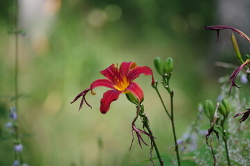 red poppy flower