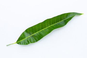 Mango leaf on white background.