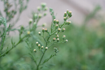 Erigeron sumatrensis is an annual herb. Guernsey fleabane.  fleabane, tall fleabane, broad-leaved fleabane, white horseweed, and Sumatran fleabane.