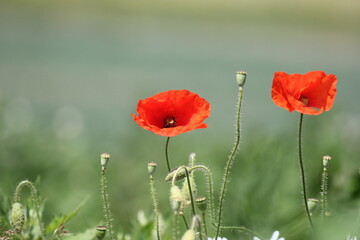 two red poppy flowers with a soft green background 