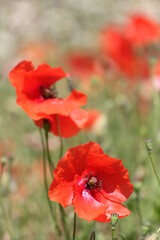 two red poppies with a soft green and grey background closeup