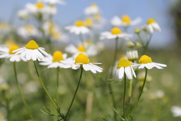 Fototapeta na wymiar a row camomile flowers with green leaves and a blue sky in the background in the countryside in summer closeup