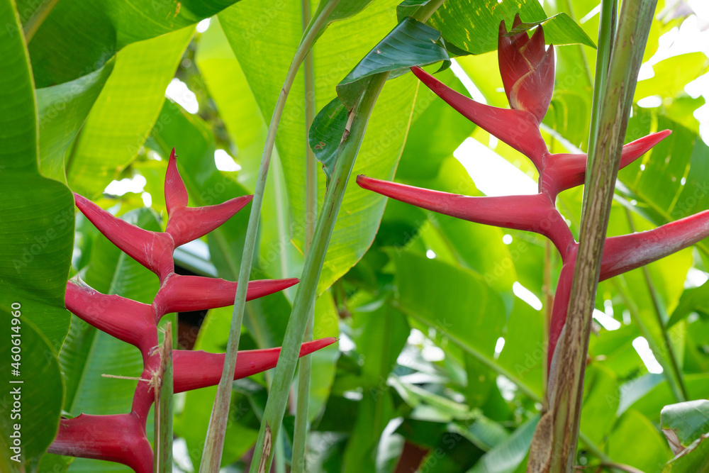 Poster heliconia pendula x bihai 'hot rio nites'. heliconia is a genus of flowering plants in the monotypic