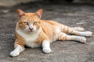 Orange cat lying on the floor in the house