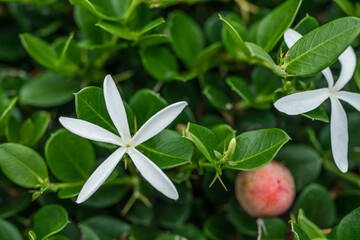 Carissa macrocarpa is a shrub native to tropical and southern Africa. It is commonly known as the...