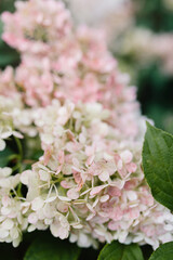 White inflorescence of hydrangea nature background close up, soft focus, selective focus
