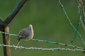 closeup shot of a zebra dove in nature