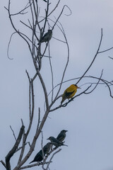 closeup view of beautiful bird in nature