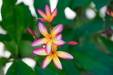 Fototapeta premium Plumeria (/pluːˈmɛriə/) is a genus of flowering plants in the family Apocynaceae. Koko Crater Botanical Garden. Hawaii