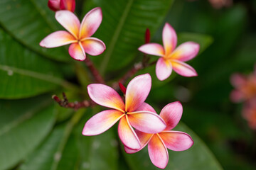 Fototapeta premium Plumeria (/pluːˈmɛriə/) is a genus of flowering plants in the family Apocynaceae. Koko Crater Botanical Garden. Hawaii