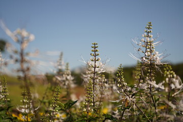 クミスクチン（Othosiphon aristatus）