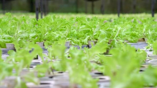 a greenhouse vegetation inside Yoki's farm