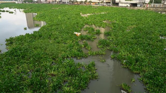 water hyacinth crowded the pasig river during rainy seasons