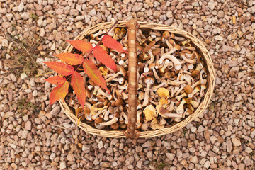 Basket with mushrooms of honeydew