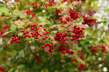 Viburnum berry grows on a tree