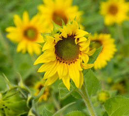 sunflower in the field