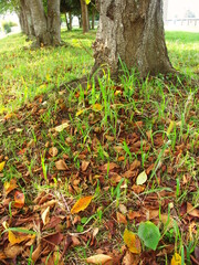 桜の木の根元に散る桜の枯れ葉
