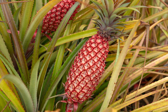 Ananas bracteatus. Red pineapple . The pineapple (Ananas comosus) is a tropical plant with an edible fruit and is the most economically significant plant in the family Bromeliaceae. Dole plantation