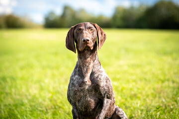 Cute German Smooth-haired Pointing Dog on the background of a green meadow. Portrait of an animal that looks at the camera. 
