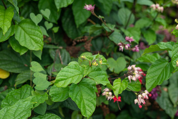 Pagoda Flower (Clerodendrum x speciosum). Clerodendrum is a genus of flowering plants formerly placed in the family Verbenaceae. Kualoa Ranch Oahu Hawaii